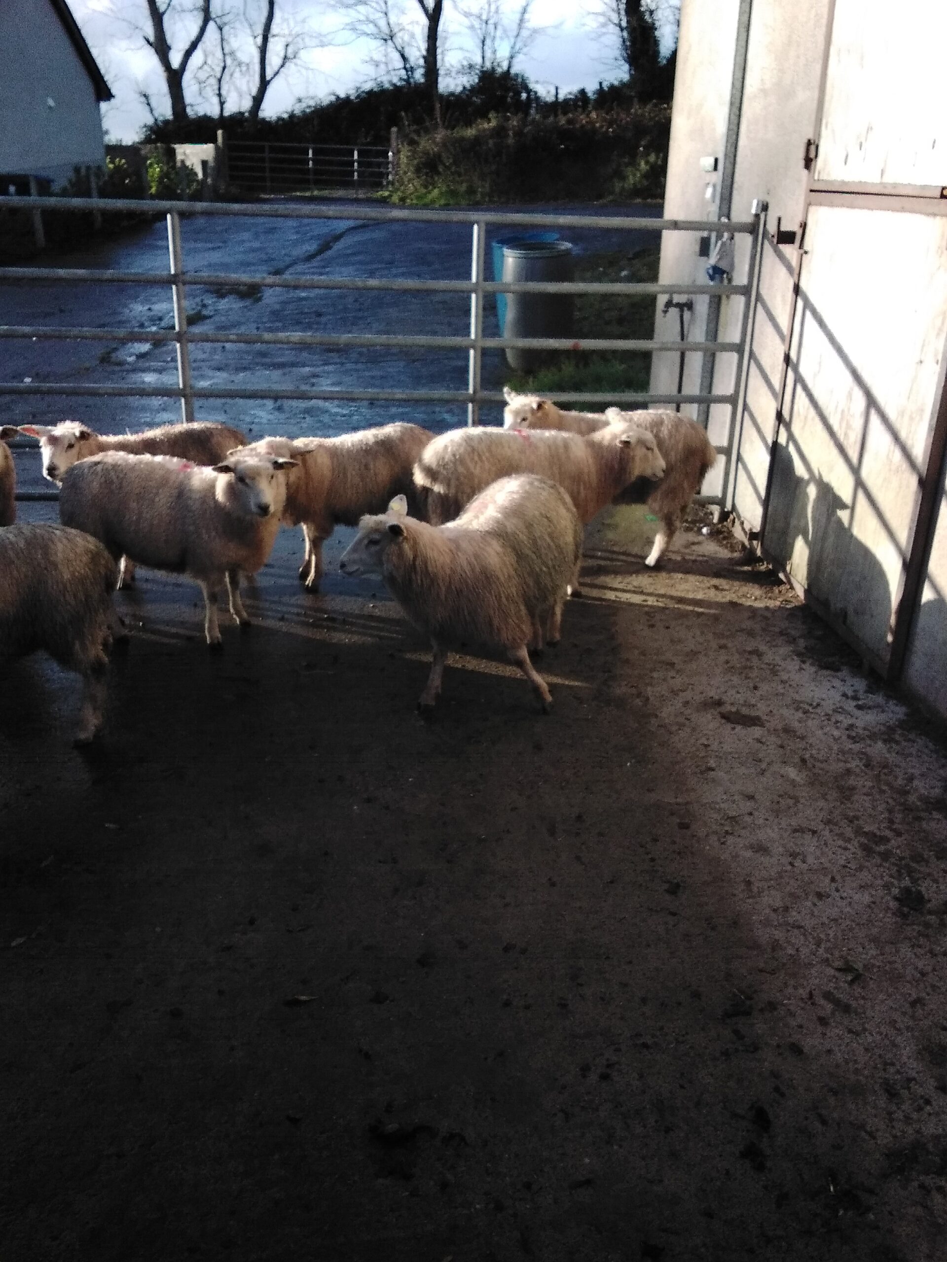 Quality texel cross ewe lambs