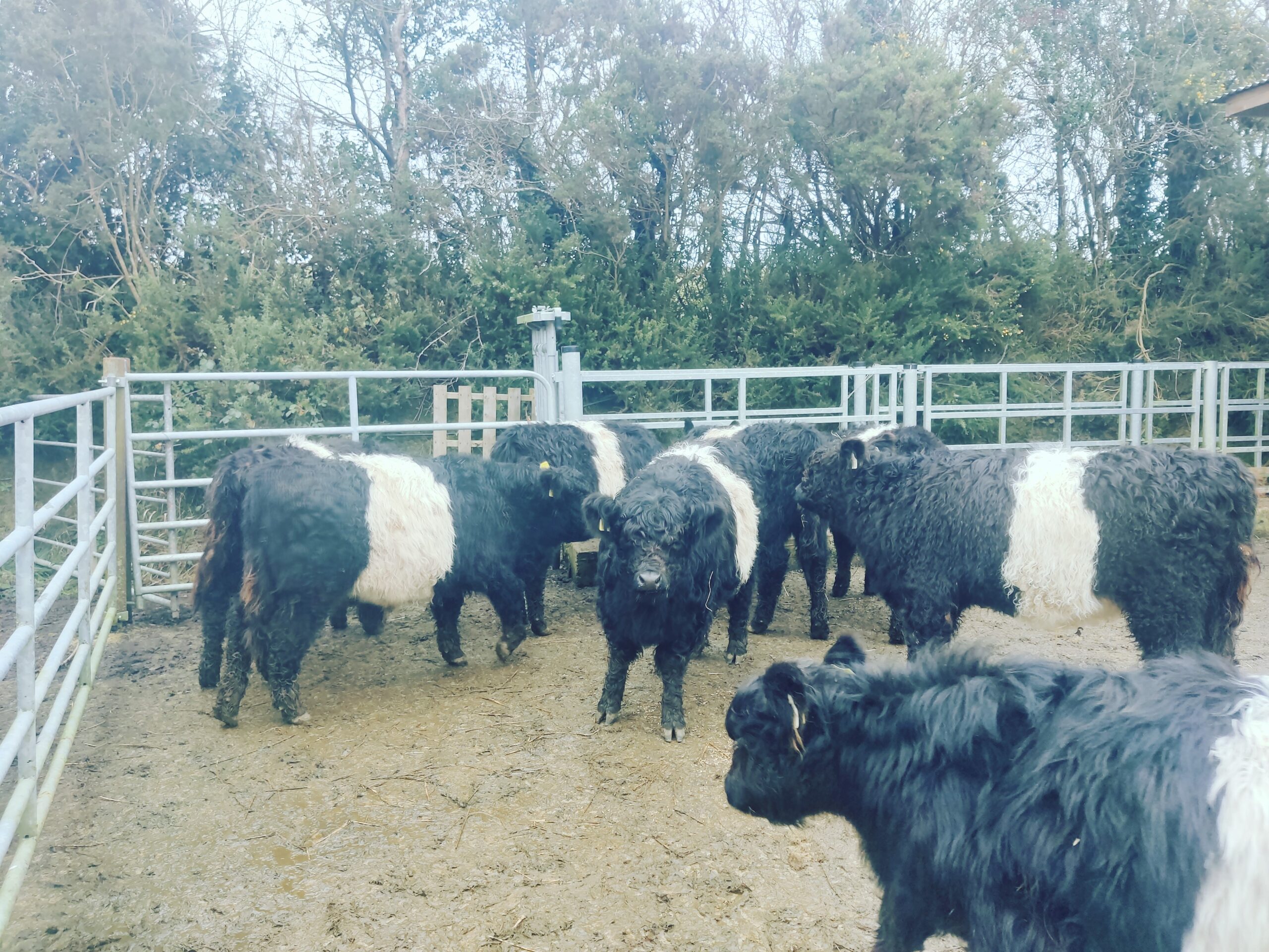 Belted Galloway weanlings