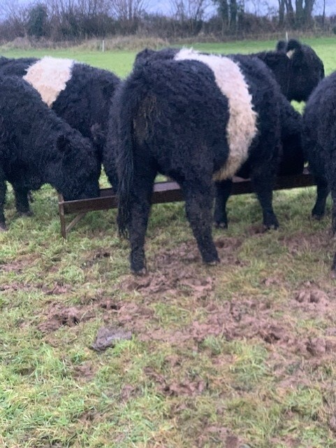 4 Fully Organic, Belted Galloway bullocks for sale