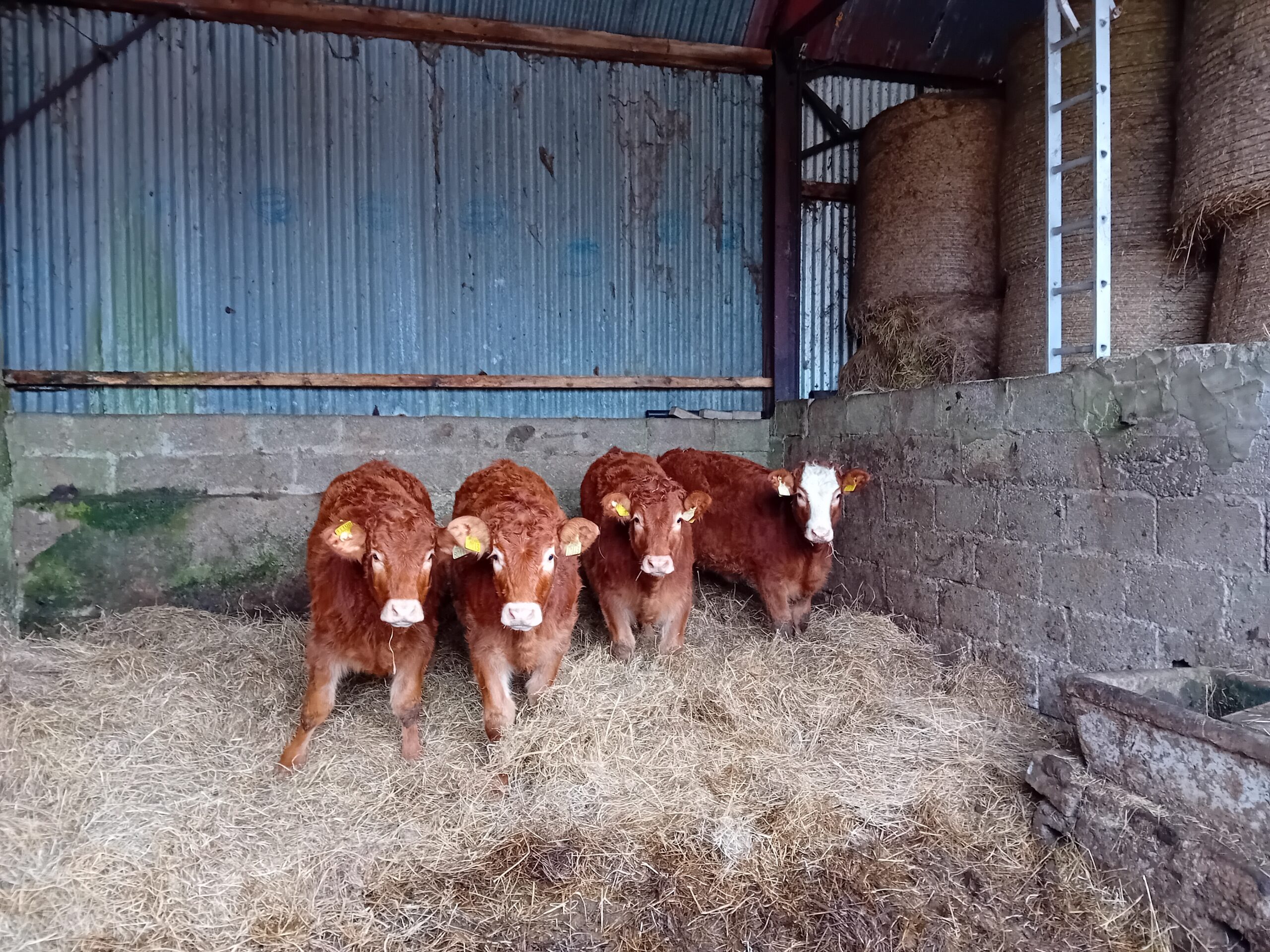 4 Top Quality Organic Weanling Heifers for sale