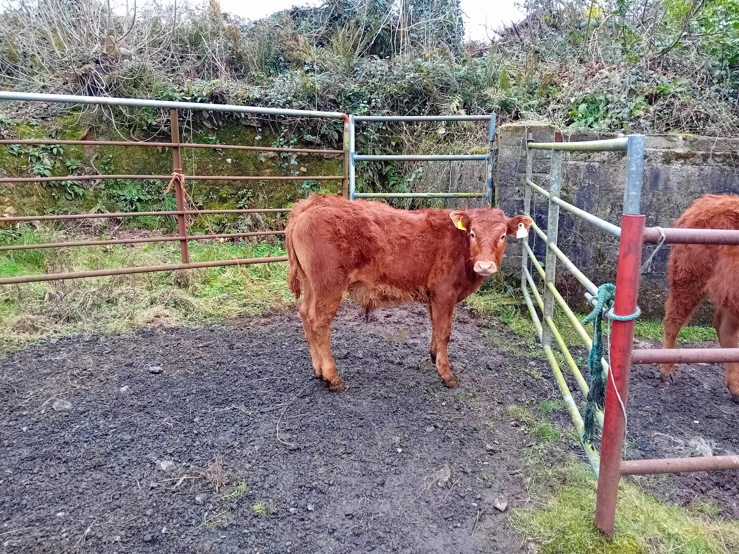 One Quality Organic Weanling Bull for Sale