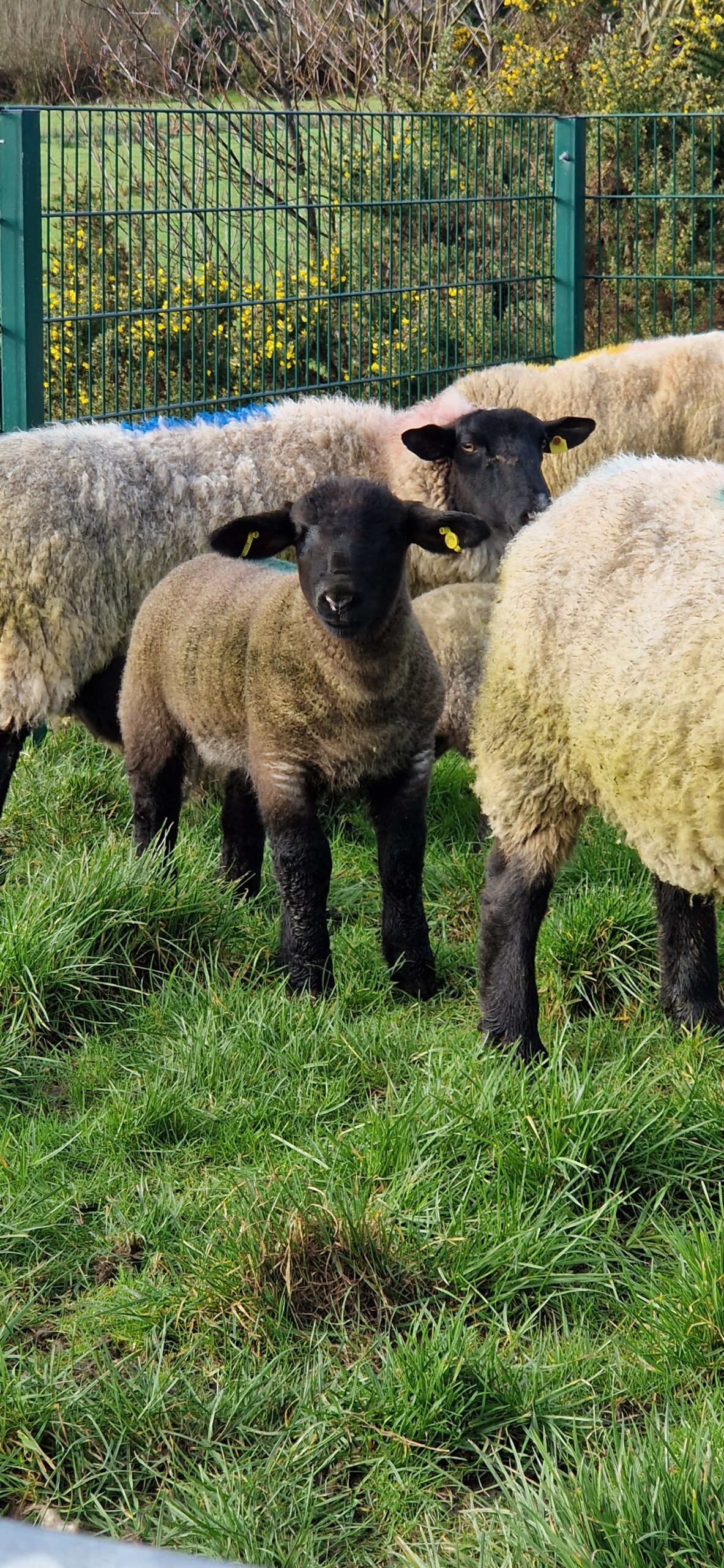 ewes and lambs