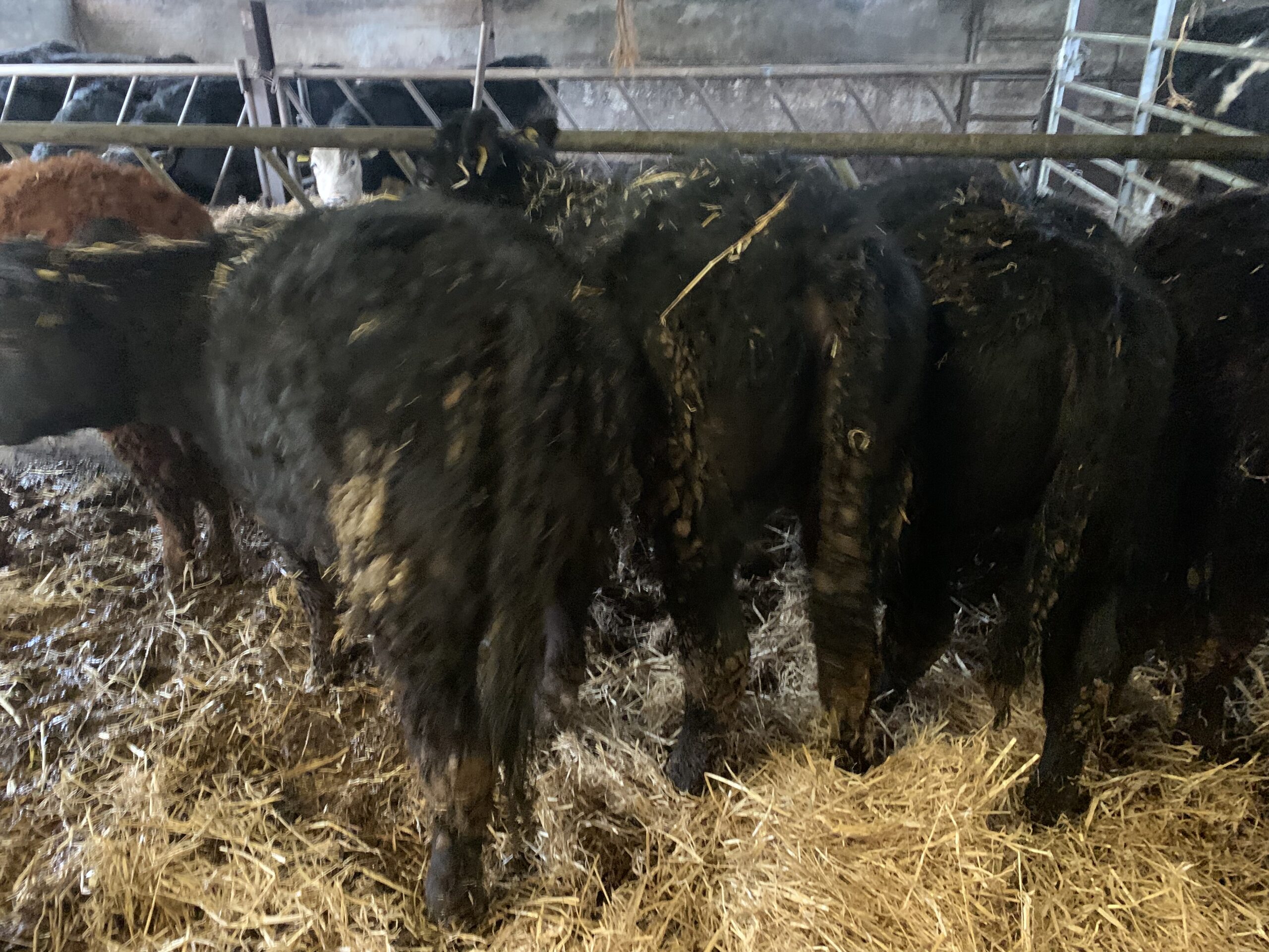 5 good quality in conversion lim,heifer weanlings