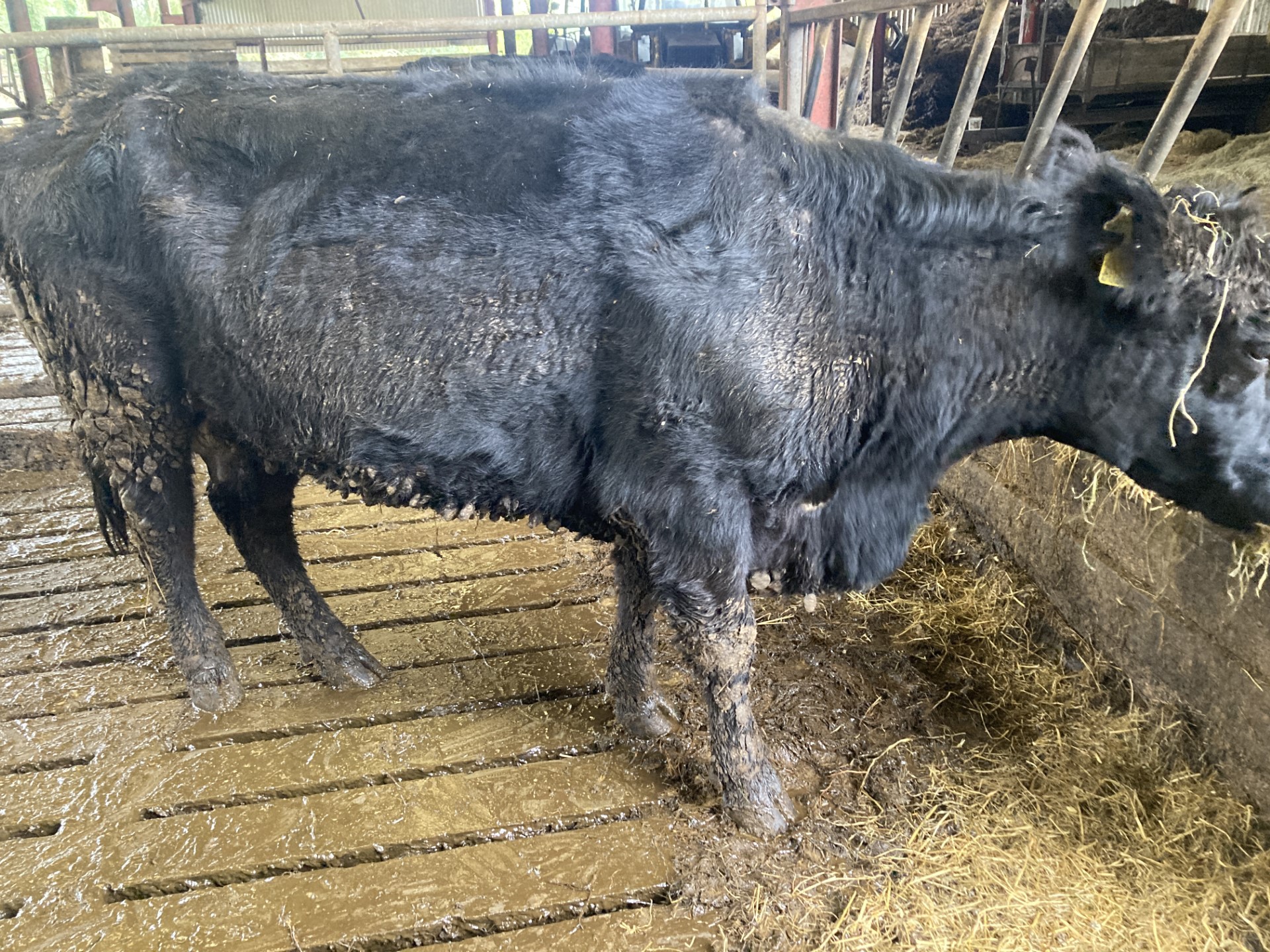 PBR Angus cows and maiden heifers